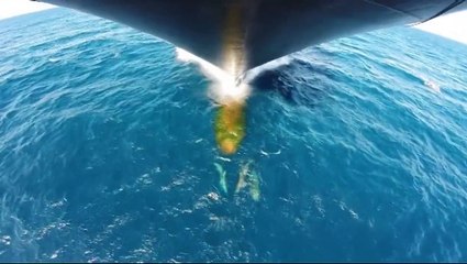 Dolphins swim along in front of ship