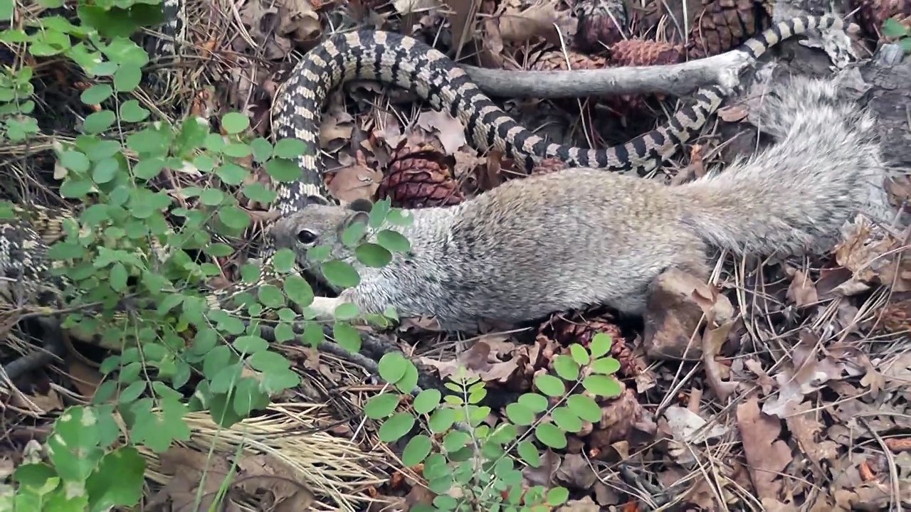 Hungriges Eichhörnchen attackiert Schlange | Eichhörnchen vs Schlange