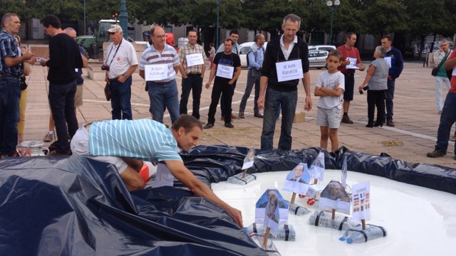 Des éleveurs créent une piscine de lait