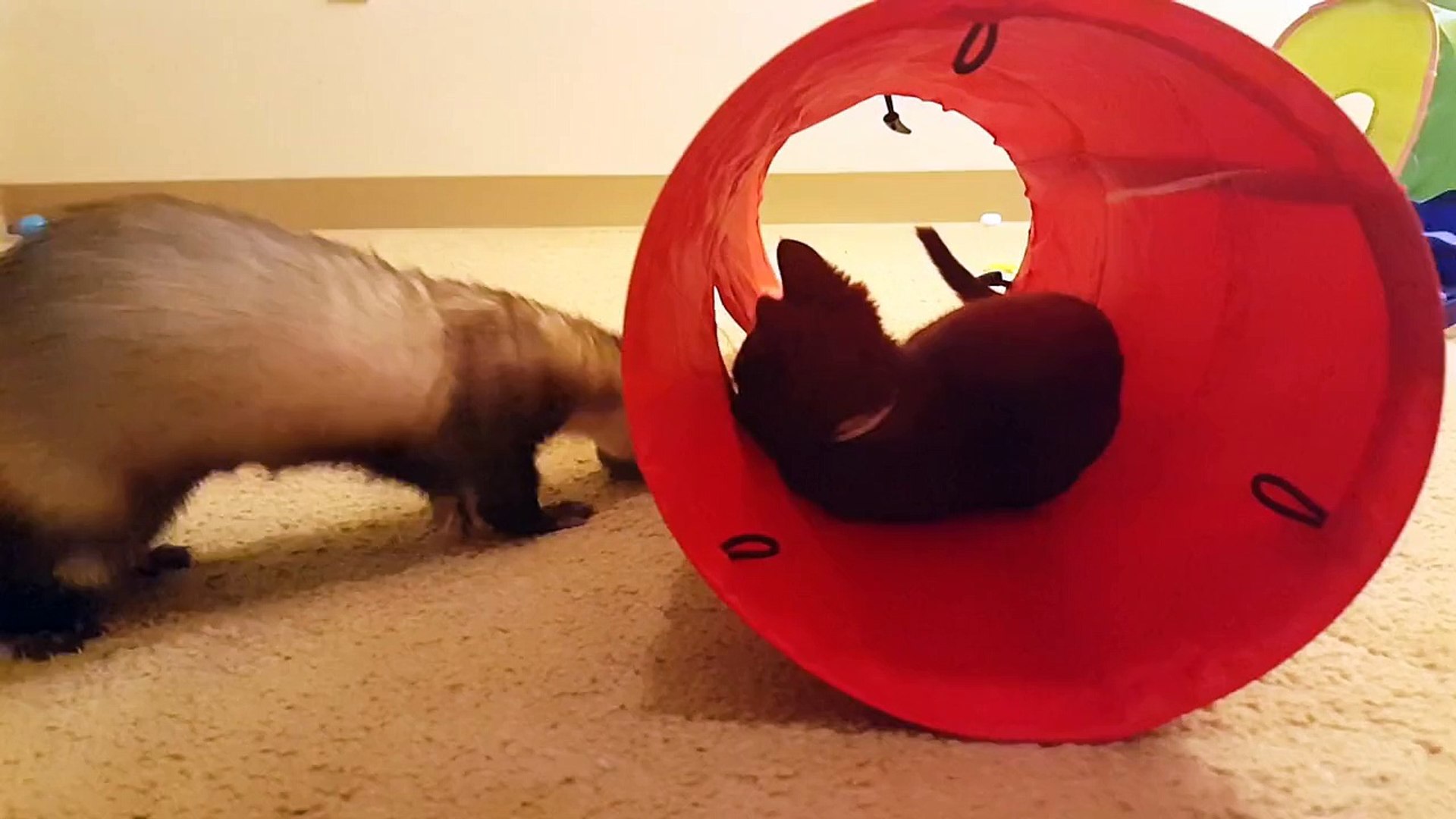 ⁣Kitten plays with ferret