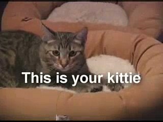 Spoof of Drug ads: Say NO to Catnip - Rock version