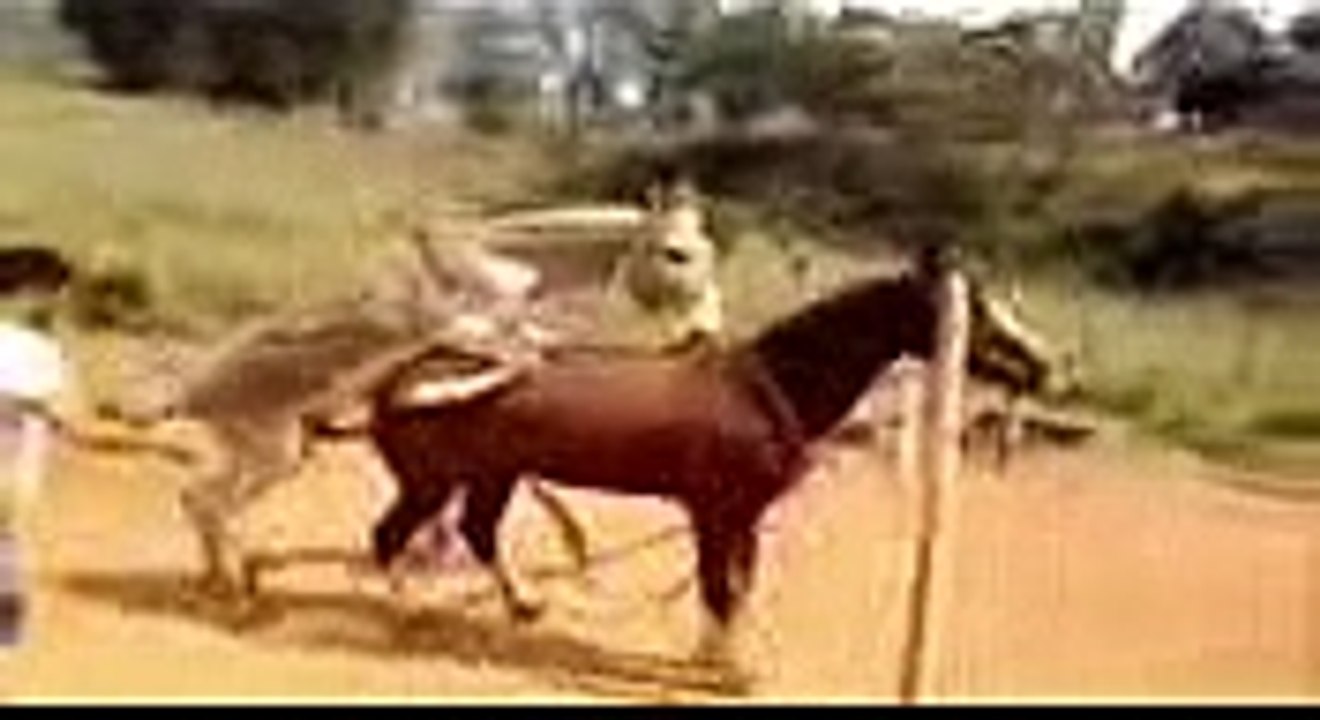 Hot animal mating crazy videos - funny video 2014 Part62