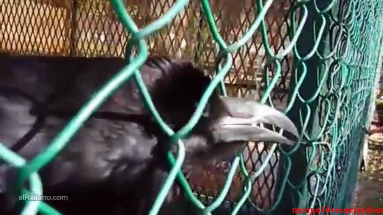 BEST EPIC FAILS - WIN Compilation - BEST FUNNY VIDEOS - FUNNY FAIL 2015 - 2016