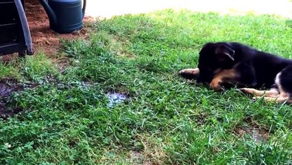German shepherd puppy battles garden hose