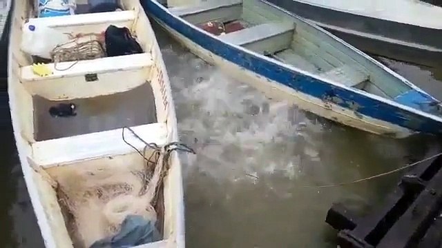Voici ce qu il se passe quand des piranhas se disputent des morceaux de viande