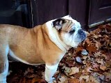 English Bulldog Bubba My Best Buddy In Life 2003-2012 I Won't Say Good Bye But Bye For Now...
