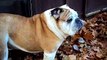 English Bulldog Bubba My Best Buddy In Life 2003-2012 I Won't Say Good Bye But Bye For Now...