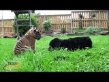 Dog Attacks Tiger at Mogo Zoo