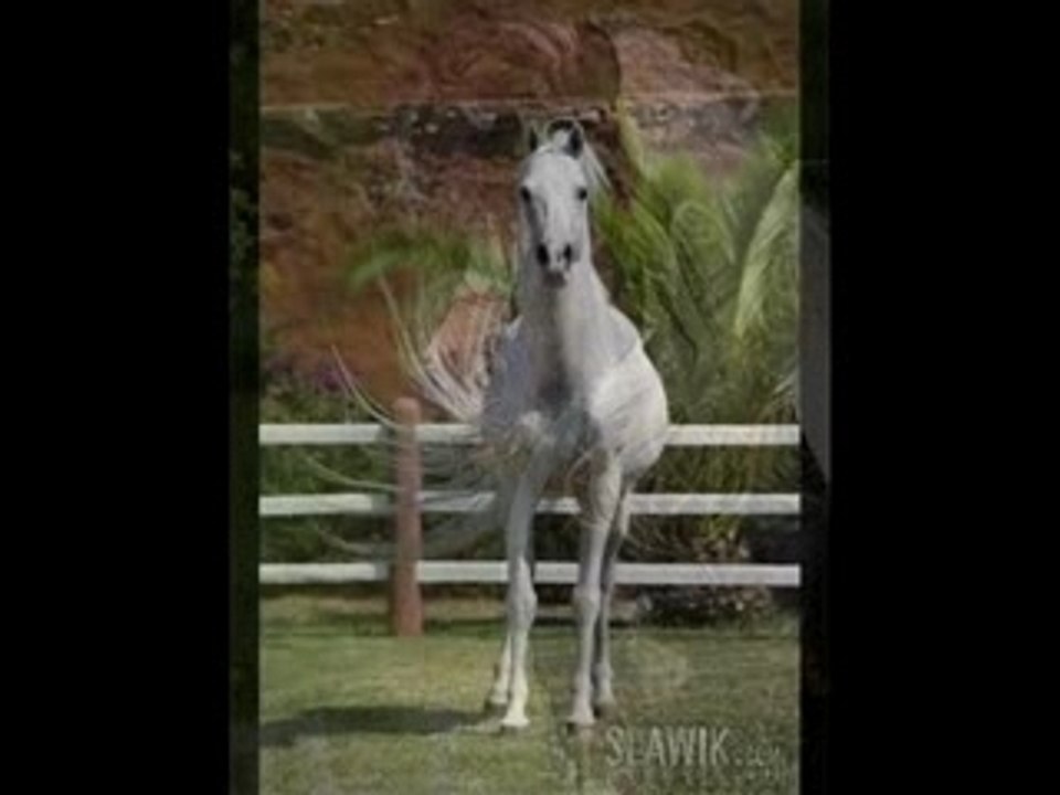Les chevaux