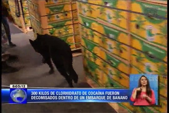 300 kilos de clorhidrato de cocína fueron decomisados dentro de un embarque de banano
