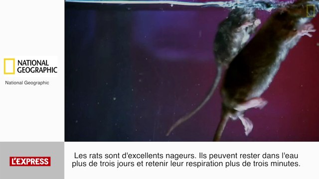 zapping insolite new