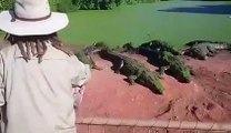 Un crocodile dévore la patte d'un de ses congénères