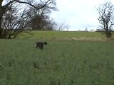 German Wirehaired pointer on pheasant