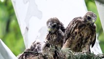 Red-shouldered Hawk Chick swallows Duckling
