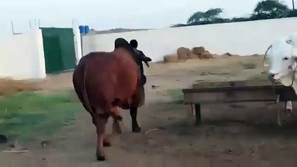 Lal Bachra ,10,00000 Eid Qurbani 2015