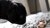 Пес и странная реакция на игрушку-ютуб видео приколы