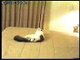 Funny Cats Video Gag