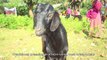 Improving livelihoods through goat rearing and commercialisation in India