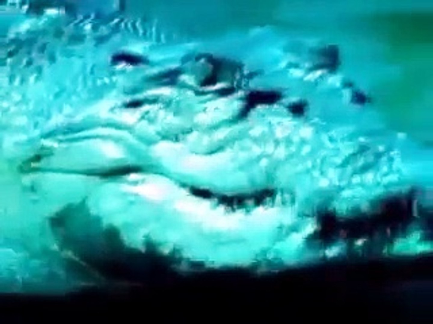 Saltwater Crocodile Vs Great White Shark Animal Face Off