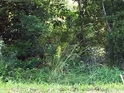 Christian and Hopeful Dance -I like to Move it Move It