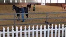 New Animal Funny Videos 2014 Courageous Cat Blindsides Unsuspecting Horse