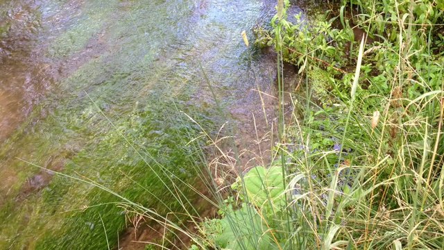 Sénarpont: le retour des jeunes truites