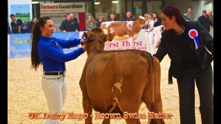 Kedar Brown-Swiss Heifers at 2015 Dairy Expo Carlisle.