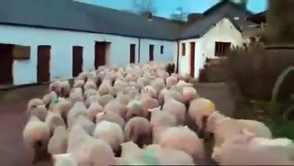 gece güşü olan koyun sürüsü