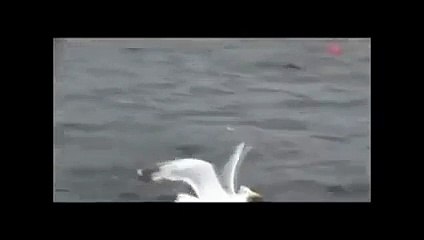 gelincik kartalı canından bezdirdi