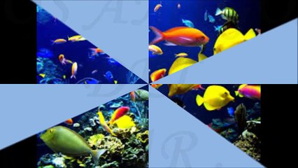 animales del mar con sonido