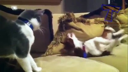 Dogs and cats meeting for the first time   Cute and funny dog & cat compilation