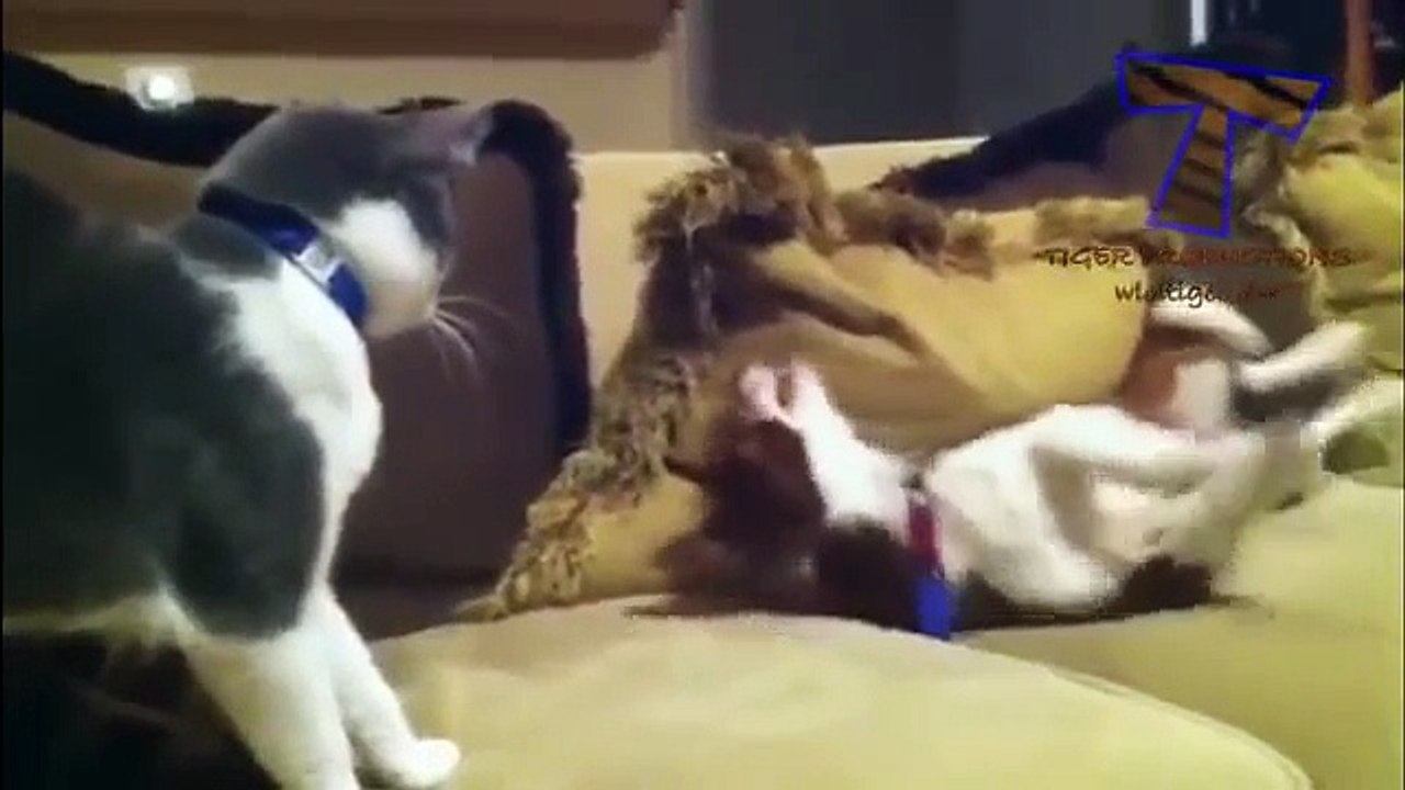 Dogs and cats meeting for the first time   Cute and funny dog & cat compilation