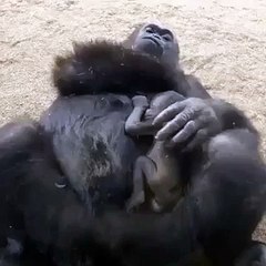 gorillerin yavrusuna duydugu sefkat