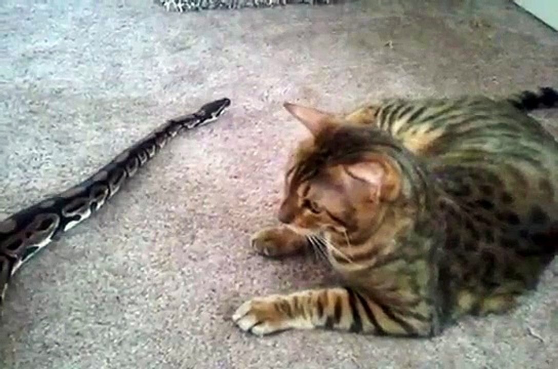 Bengal Cat and Python Hanging Out Together