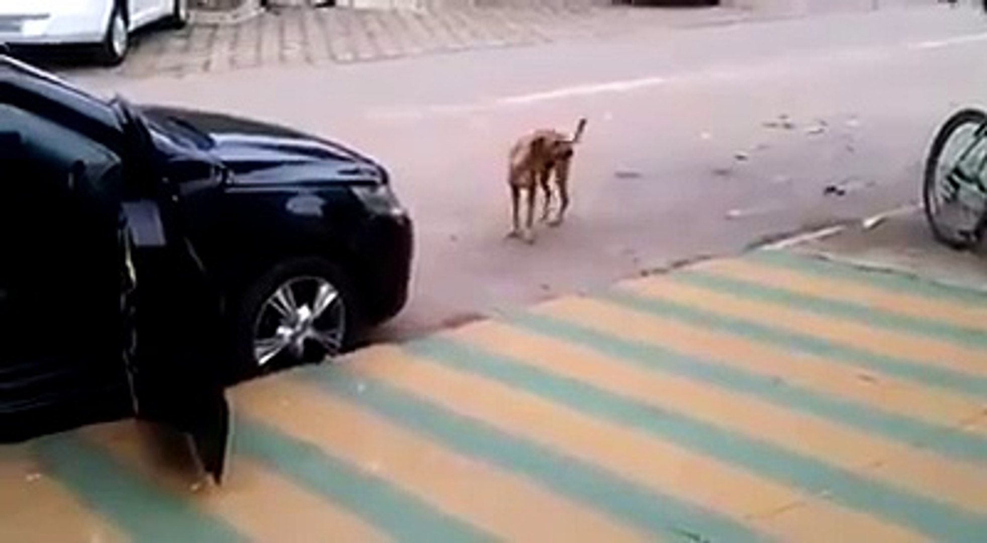 dog dancing to music in street