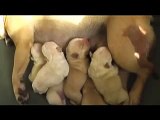 Newborn French Bulldog puppies