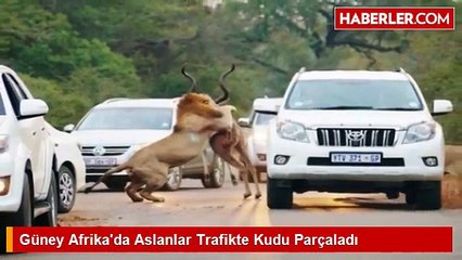 Güney Afrika'da Aslanlar Trafikte Kudu Parçaladı
