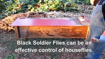 Building A Black Soldier Fly Larvae Bin Using Recycled Materials