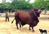 Sahiwal Red Cattle , 10,00000 Rs Eid Qurbani , 2015