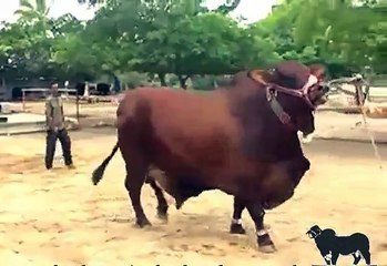 Sahiwal Red Cattle , 10,00000 Rs Eid Qurbani , 2015