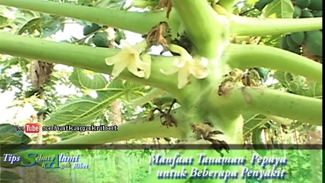 Teknik Pengobatan Alami Ala Israel | Obat Herbal Batu Ginjal dengan Ramuan Daun Pepaya [Manfaat Daun Pepaya]