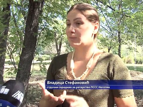 Suša prepolovila rod kukuruza i suncokreta, 28. avgust 2015. (RTV Bor)