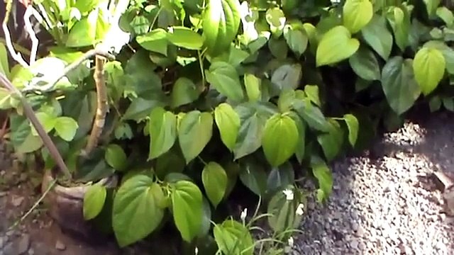 Teknik Pengobatan Alami Ala Israel | Menghilangkan Jerawat dengan Daun Sirih Manfaat Daun Sirih1