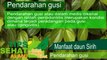 Teknik Pengobatan Alami Ala Israel | Obat Gusi BengkakGusi Berdarah Manfaat Daun Sirih sebagai Obat Herbal Radang Gusi