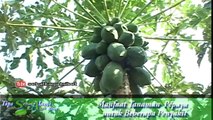 Teknik Pengobatan Alami Ala Israel | Obat Herbal Mengatasi Haid yang Berlebihan dengan Ramuan Buah Pepaya Muda [Manfaat Buah Pepaya]