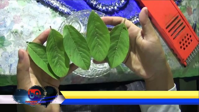 Teknik Pengobatan Alami Ala Israel | Obat Rambut Rontok Herbal, Cara Ampuh Mengobati Rambut Rontok Dengan Manfaat Daun Jambu Biji