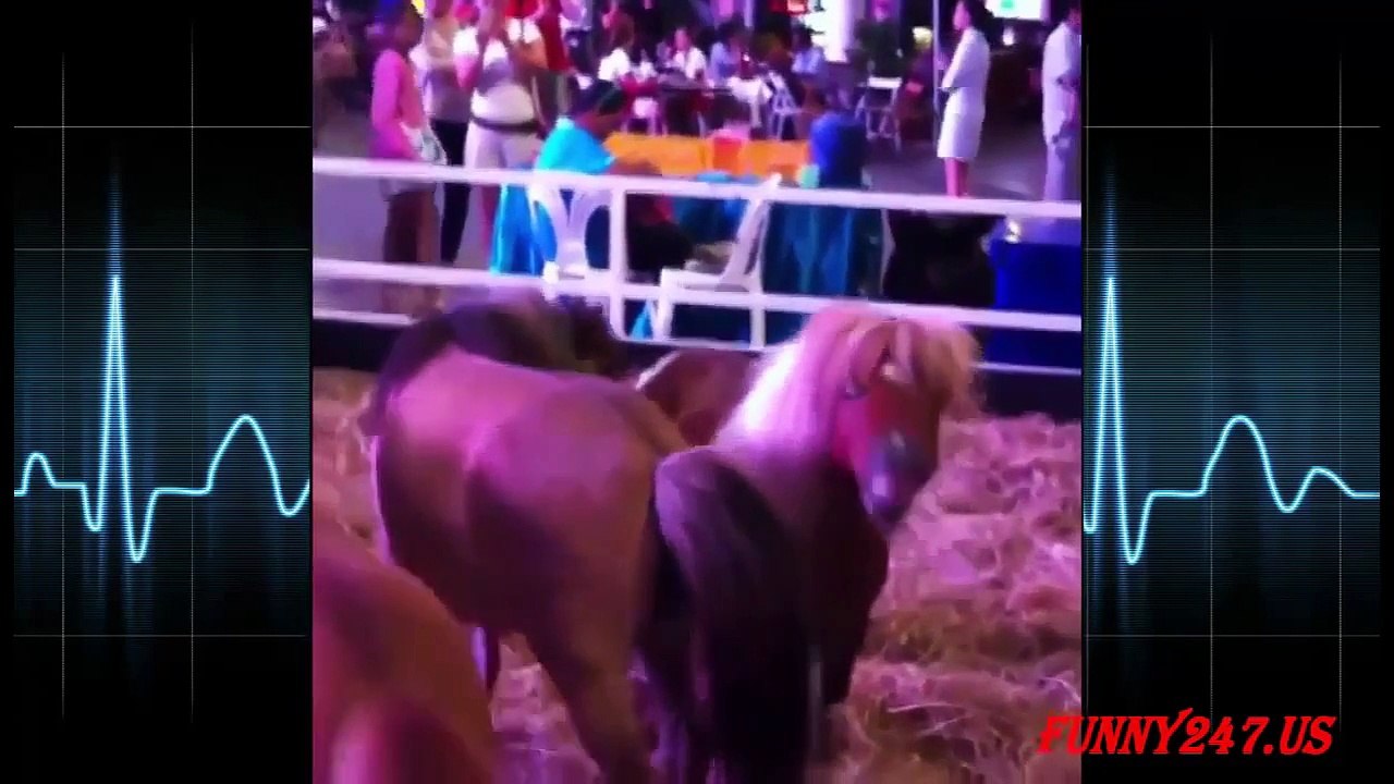 Animals Attack