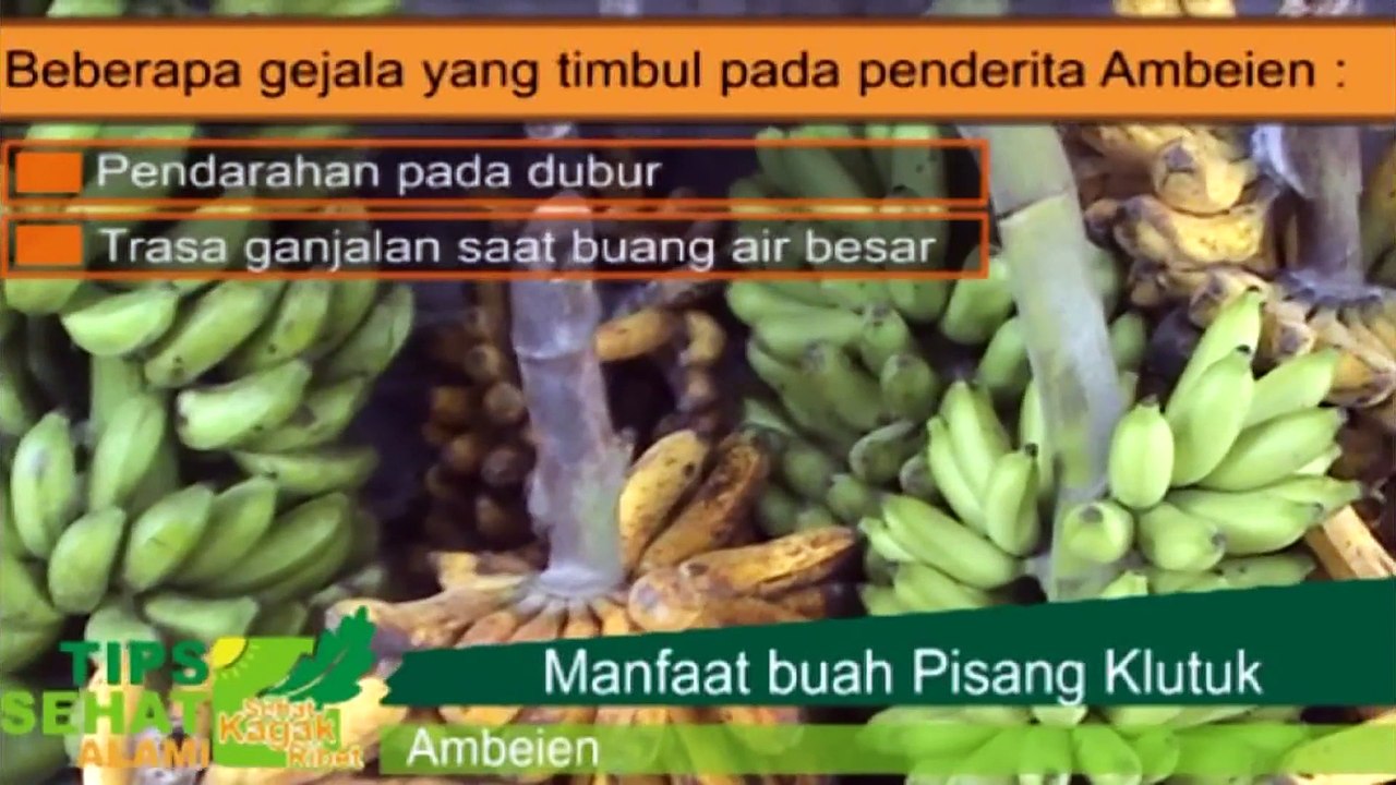 Teknik Pengobatan Alami Ala Israel | Obat Ambeien Cara Mengobati Ambeien secara Alami dengan Obat Herbal Tradisional Pisang Klutuk