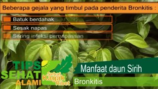 Teknik Pengobatan Alami Ala Israel | Obat Bronkitis Manfaat Daun Sirih sebagai Obat Herbal Penyakit Bronkitis