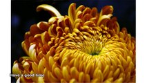 symbolism of chrysanthemum